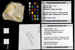 Foto (Objekt + Etiketten) von Ambulocapsa altilis (Robins et al., 2013) 